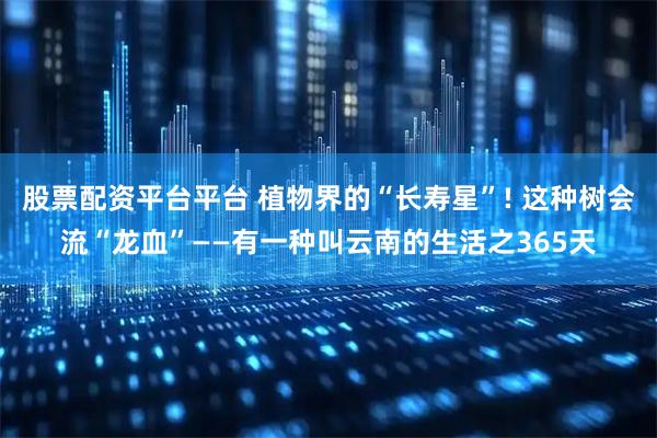 股票配资平台平台 植物界的“长寿星”! 这种树会流“龙血”——有一种叫云南的生活之365天